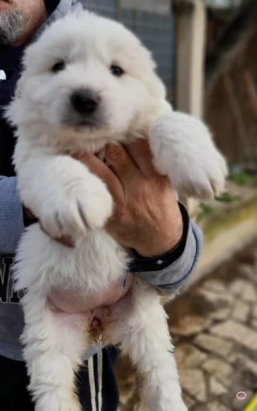 cuccioli di maremmano di 50 giorni  | Foto 2