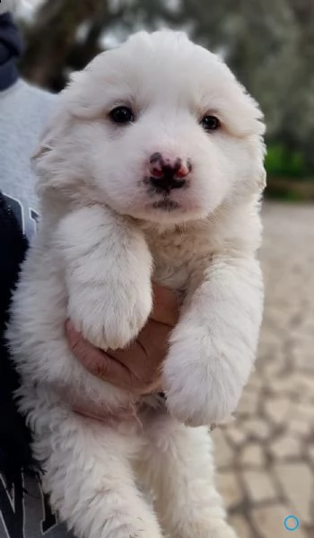 cuccioli di maremmano di 50 giorni  | Foto 0