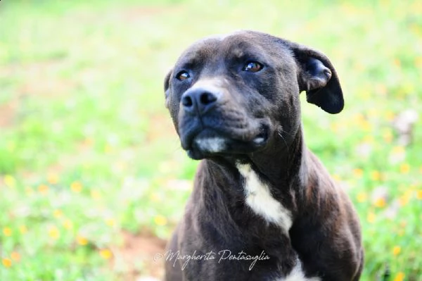 gia pitbull  | Foto 6