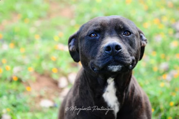 gia pitbull  | Foto 5
