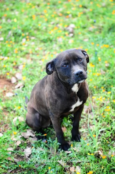 gia pitbull  | Foto 4