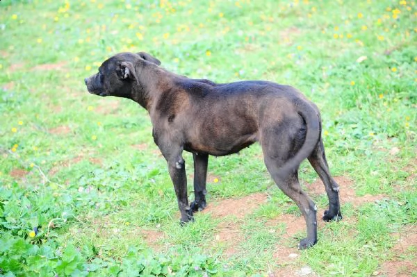 gia pitbull  | Foto 3