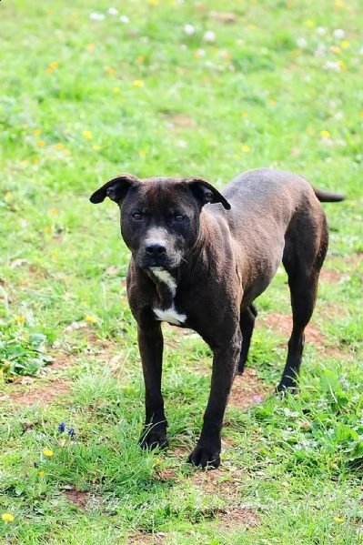 gia pitbull  | Foto 2