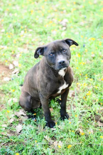 gia pitbull  | Foto 1