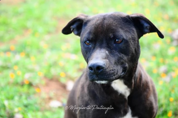 gia pitbull  | Foto 0