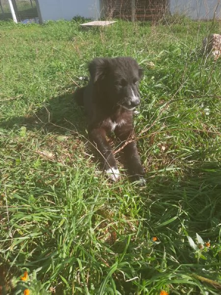 4 cuccioli in cerca di casa  | Foto 6