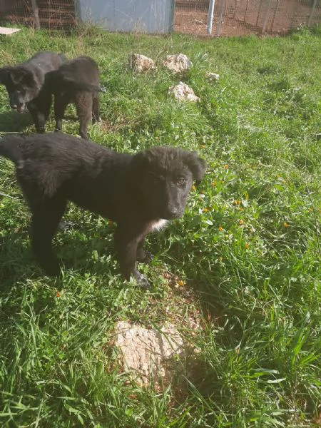 4 cuccioli in cerca di casa  | Foto 5