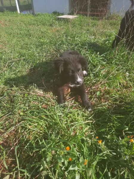 4 cuccioli in cerca di casa 