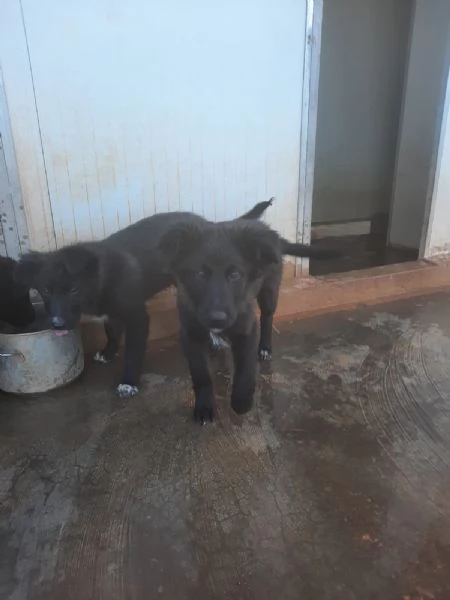 4 cuccioli in cerca di casa  | Foto 2