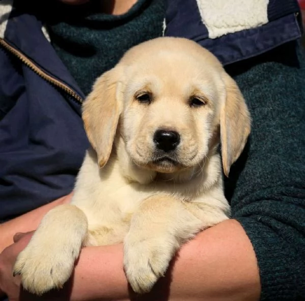 cuccioli di labrador 