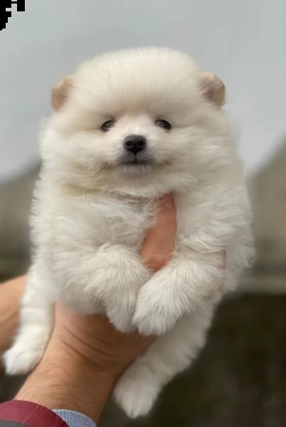 meraviglioso cuccioli di spitz di pomerania | Foto 4