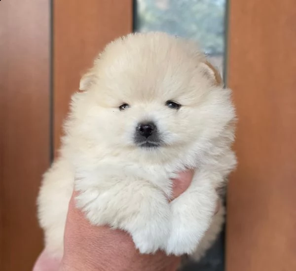 meraviglioso cuccioli di spitz di pomerania | Foto 3