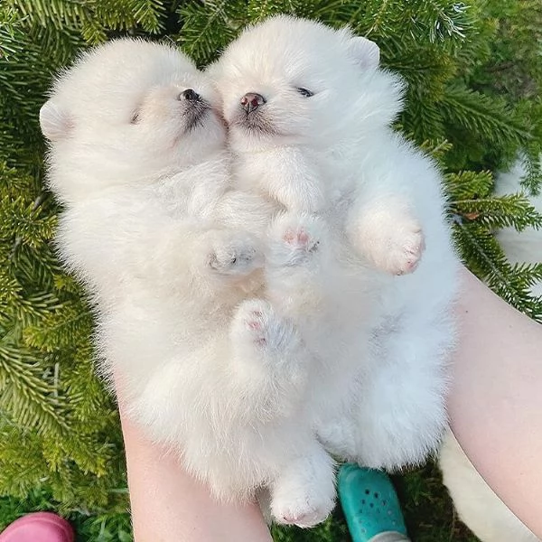 meraviglioso cuccioli di spitz di pomerania | Foto 2