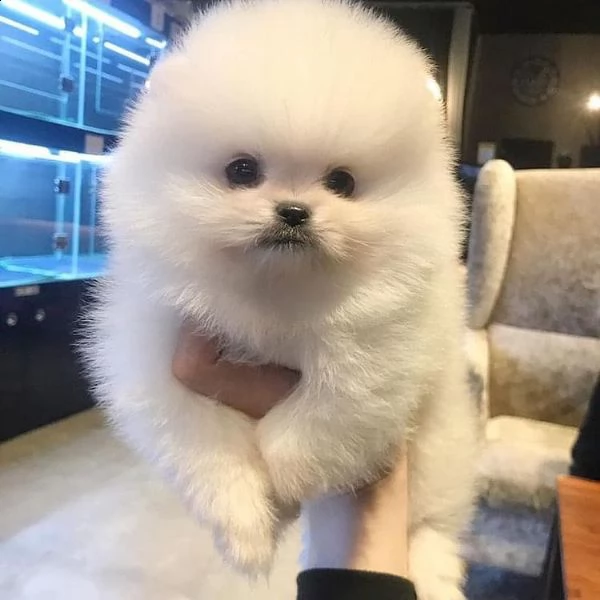 meraviglioso cuccioli di spitz di pomerania