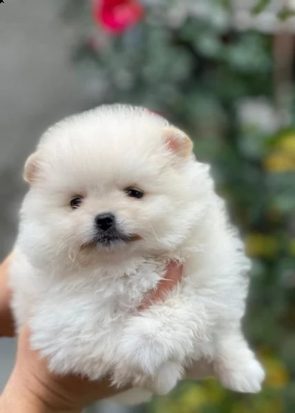 meraviglioso cuccioli di spitz di pomerania | Foto 0