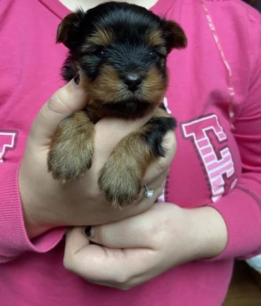   regalo yorkshire cuccioli meravigliosi  