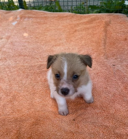 Piccoli Jack a pelo ruvido