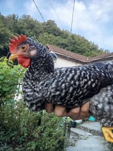 Galli giovani
