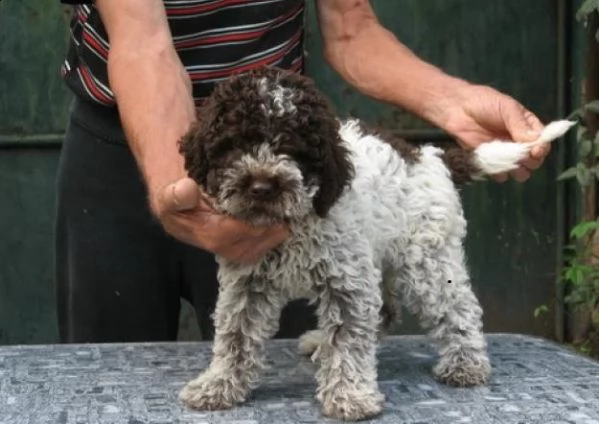  regalo lagotto romagnolo cuccioli meravigliosi  