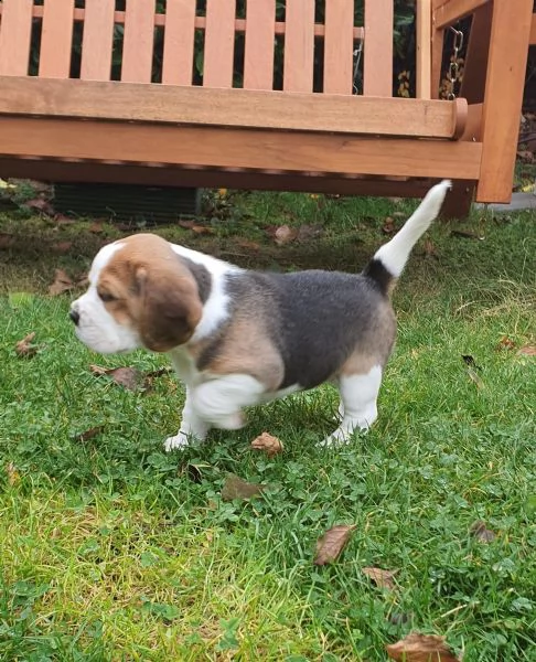 beagle cuccioli splendidi con pedigree | Foto 2