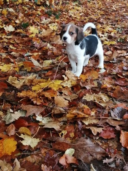 beagle cuccioli splendidi con pedigree | Foto 1