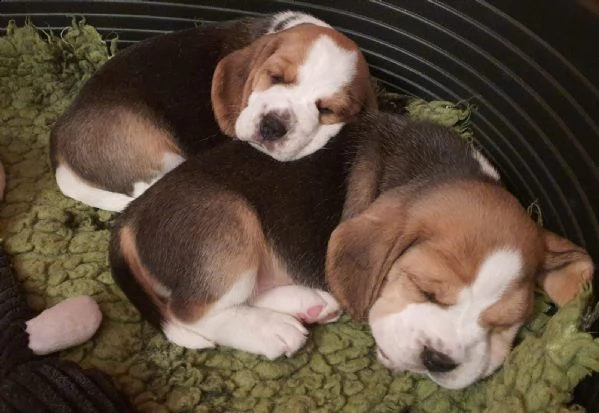 beagle cuccioli splendidi con pedigree | Foto 0