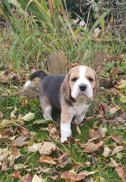 beagle cuccioli splendidi con pedigree