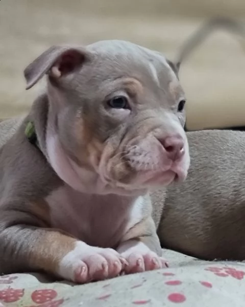 american bully's tricolor 