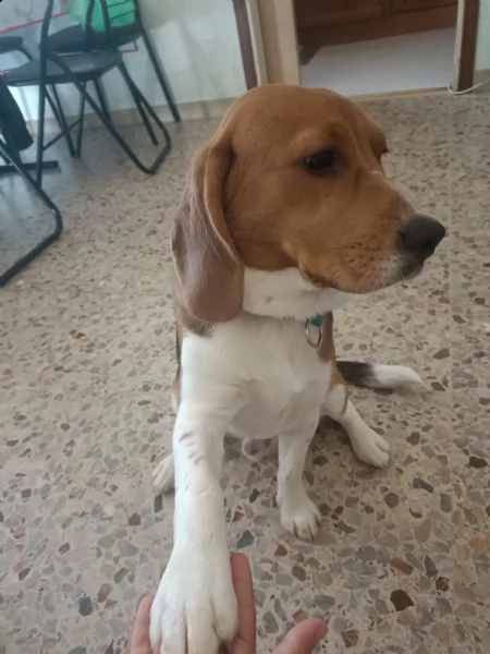 per motivi familiari devo dare via un beagle di 9 mesi  | Foto 1
