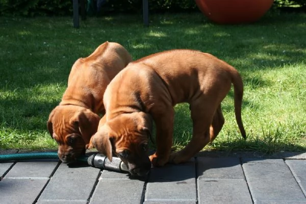  splendidi cuccioli di rhodesian ridgeback con pedigree  | Foto 2