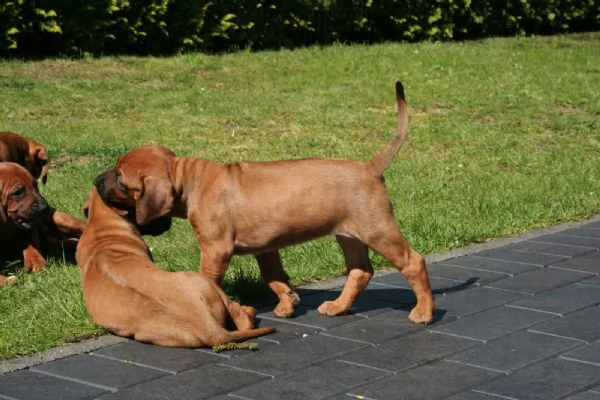  splendidi cuccioli di rhodesian ridgeback con pedigree  | Foto 0