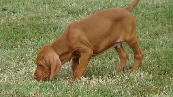 cuccioli di vizsla ungherese disponibili | Foto 0