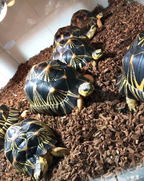 disponibili tartarughe in cattivit giovani e cuccioli
