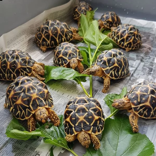 disponibili tartarughe in cattivit giovani e cuccioli | Foto 0