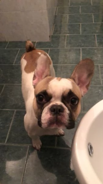 vendo cucciola di bulldog francese femmina di 13 mesi | Foto 4
