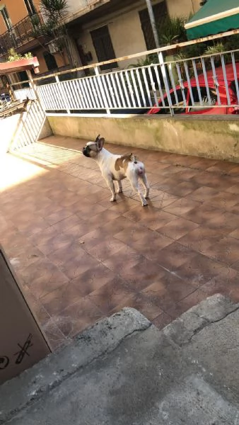 vendo cucciola di bulldog francese femmina di 13 mesi | Foto 3