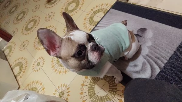 vendo cucciola di bulldog francese femmina di 13 mesi | Foto 2