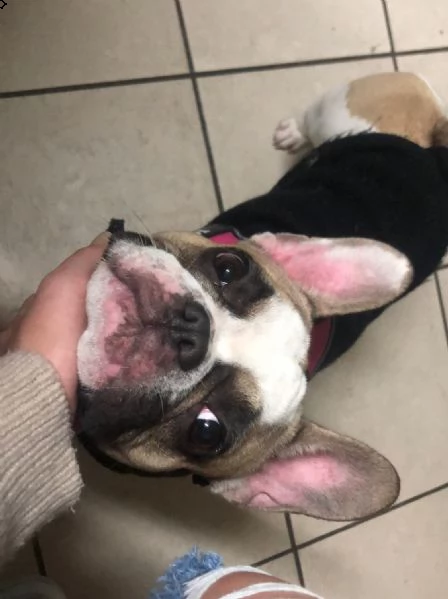 vendo cucciola di bulldog francese femmina di 13 mesi | Foto 1