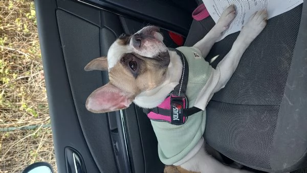 vendo cucciola di bulldog francese femmina di 13 mesi