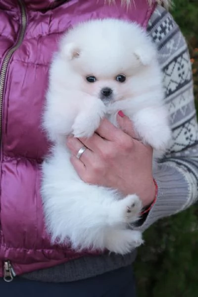 spiz della pomerania | Foto 0