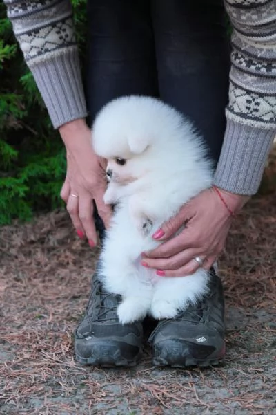 spiz della pomerania