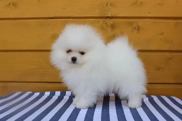 spitz di pomerania maschio e femmina | Foto 0