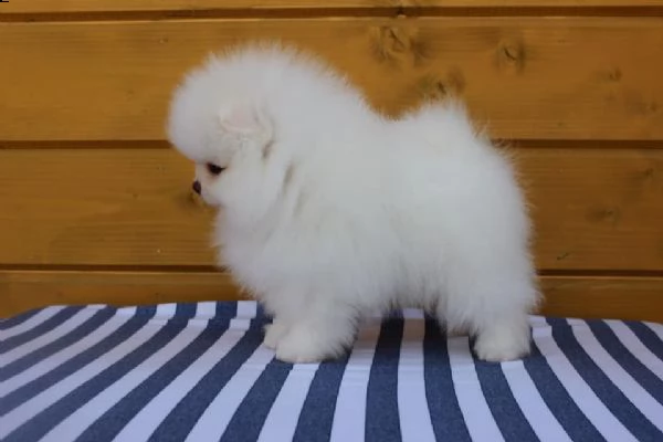 spitz di pomerania maschio e femmina