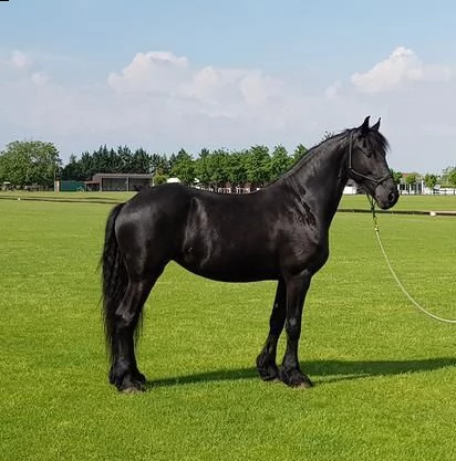 cavallo frisone femmina