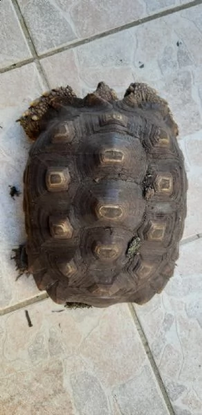 tartaruga geochelona sulcata | Foto 1