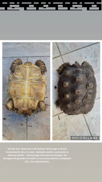 tartaruga geochelona sulcata | Foto 0