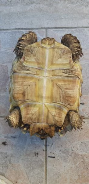 tartaruga geochelona sulcata