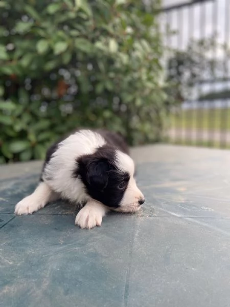 cuccioli di border collie con pedigree | Foto 0