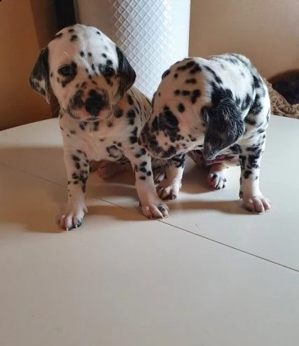 dalmata maschi e femmine vaccinati