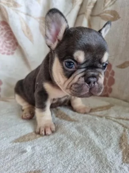  cuccioli di bulldog francese per ladozione